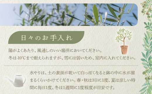 オリーブの木 Lサイズ 高さ約160～180cm | 香川県高松市 | KABU&