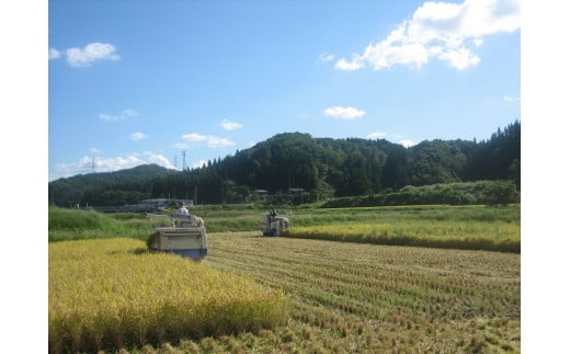 【令和6年産新米先行予約】【定期便3回隔月お届け】新潟県加茂市 七谷産コシヒカリ 玄米5kg 高柳地域産数量限定 昇徳会