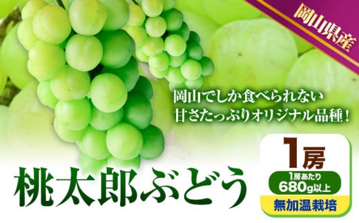 227.【先行予約】 岡山県産 桃太郎ぶどう  1房 (680g以上)  無加温栽培【配送不可地域あり】 《9月上旬-10月末頃に出荷予定(土日祝除く)》 岡山県 矢掛町 ぶどう 葡萄 果物