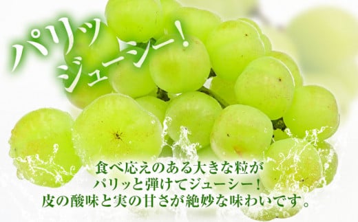 227.【先行予約】 岡山県産 桃太郎ぶどう  1房 (680g以上)  無加温栽培【配送不可地域あり】 《9月上旬-10月末頃に出荷予定(土日祝除く)》 岡山県 矢掛町 ぶどう 葡萄 果物