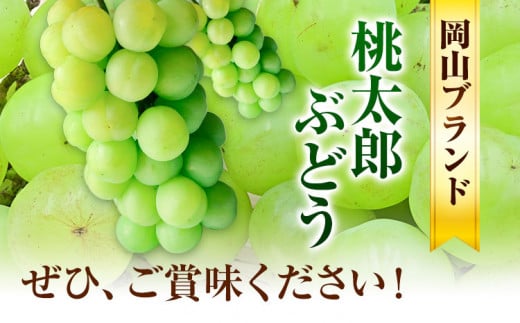 227.【先行予約】 岡山県産 桃太郎ぶどう  1房 (680g以上)  無加温栽培【配送不可地域あり】 《9月上旬-10月末頃に出荷予定(土日祝除く)》 岡山県 矢掛町 ぶどう 葡萄 果物