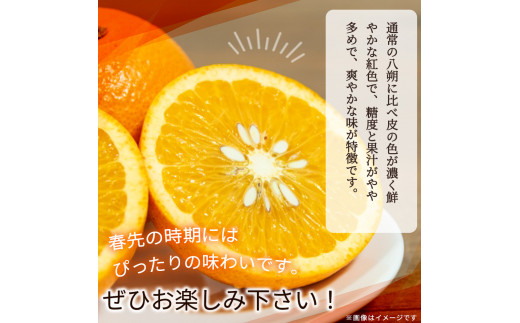 【先行予約】紀州有田産木成り完熟紅八朔８kg ※2025年2月下旬頃～2025年3月下旬頃に順次発送予定（お届け日指定不可）/ みかん 不知火 和歌山 フルーツ 有田【uot795】