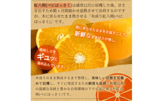 【先行予約】紀州有田産木成り完熟紅八朔８kg ※2025年2月下旬頃～2025年3月下旬頃に順次発送予定（お届け日指定不可）/ みかん 不知火 和歌山 フルーツ 有田【uot795】