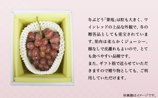 岡山県産冬ぶどう「紫苑」1房（700g以上）【2024年10月下旬～11月下旬発送予定】環山堂