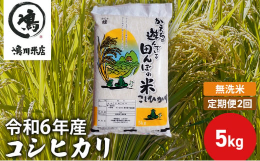 【定期2ヶ月】新米 コシヒカリ 乾式無洗米 5kg 令和6年産 [№5346-0655]