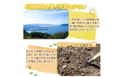 ＜先行予約！2025年2月中旬以降順次発送予定＞＜贈答用＞＜選べる容量＞香川県産 さぬきひめいちご(約400g)ギフト  【man100・man101】【Aglio nero】