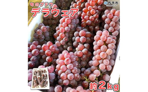 予約受付＜旬のブドウ 西予市産 デラウェア 約2kg＞ 果物 フルーツ ぶどう 葡萄 種無し たねなし 小粒 甘い おいしい 食べやすい 期間限定 季節限定 食べて応援 特産品 愛媛県 西予市【冷蔵】