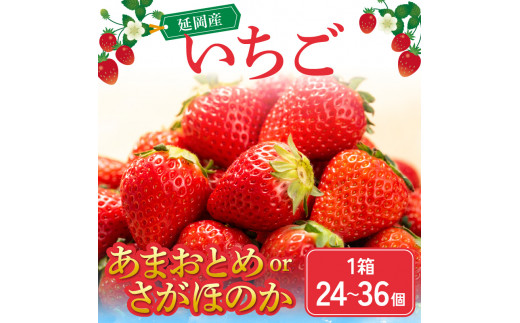 いちご 1箱 24個～36個 あまおとめ or さがほのか 【川原いちご農園】　N0100-A0257