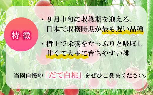 [No.5657-3978]須坂市産桃「だて白桃」 大玉2kg以上！（約5～6玉）《田中農園》■2024年発送■※9月上旬頃～9月中旬頃まで順次発送予定 果物 フルーツ もも 大玉