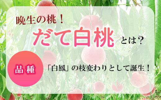 [No.5657-3978]須坂市産桃「だて白桃」 大玉2kg以上！（約5～6玉）《田中農園》■2024年発送■※9月上旬頃～9月中旬頃まで順次発送予定 果物 フルーツ もも 大玉