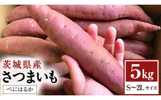 【 2024年11月以降発送 】茨城県産 さつまいも 5kg （ べにはるか ） S～2L サイズ サツマイモ さつま芋 産地直送 産直 焼き芋 焼いも 芋 いも イモ 野菜 国産 熟成 甘い 桜川市 [BC075sa]