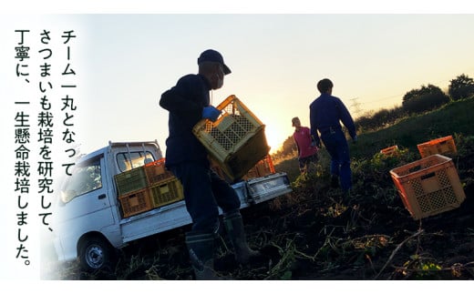 【 2024年11月以降発送 】茨城県産 さつまいも 5kg （ べにはるか ） S～2L サイズ サツマイモ さつま芋 産地直送 産直 焼き芋 焼いも 芋 いも イモ 野菜 国産 熟成 甘い 桜川市 [BC075sa]