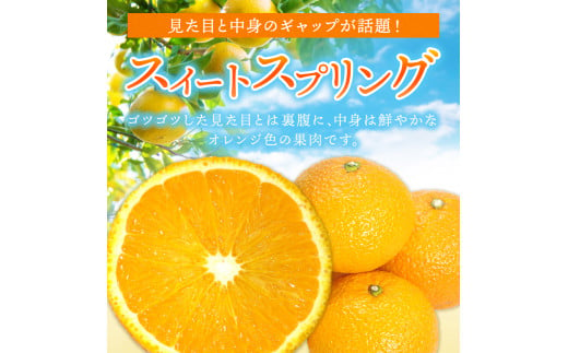 『 村上農園 』 スイートスプリング 10kg | フルーツ 果物 くだもの 柑橘 柑橘類 みかん ミカン スイートスプリング 熊本県 玉名市