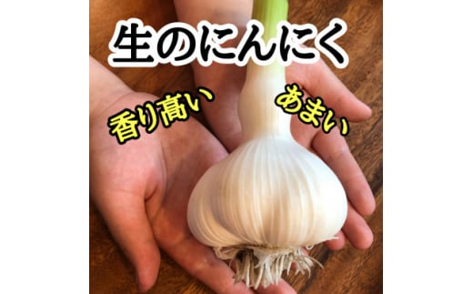 ＜月1,000箱売れてる＞テレビ朝日1泊家族で紹介「にんにくの王様　白玉王」生にんにく(6玉)【1529090】