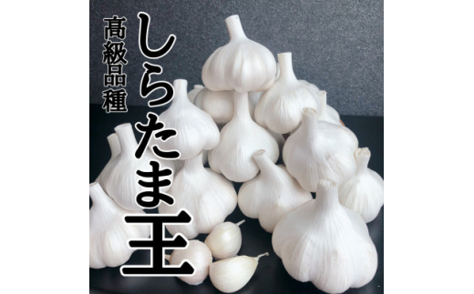 ＜月1,000箱売れてる＞テレビ朝日1泊家族で紹介「にんにくの王様　白玉王」生にんにく(6玉)【1529090】