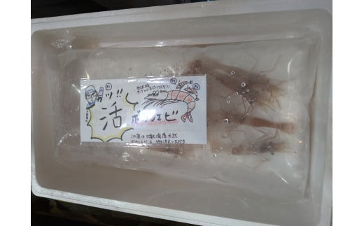 活ボタンエビ 大サイズ 400g（10～14尾）×1パック 北海道 噴火湾産 【 ふるさと納税 人気 おすすめ ランキング 魚介類 えび 海老 牡丹海老 ボタンエビ おいしい 美味しい 新鮮 北海道 豊浦町 送料無料 】 TYUR046