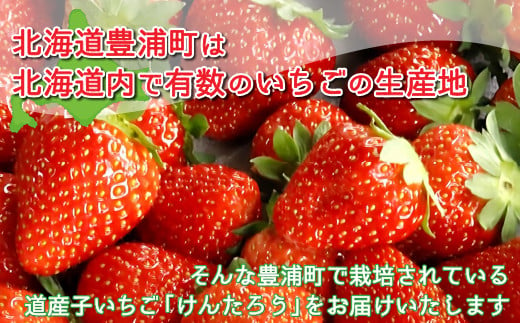 【2025.5月以降順次出荷】いちご「けんたろう」2トレーセット 【 ふるさと納税 人気 おすすめ ランキング 果物 いちごイチゴ 苺 国産いちご 国産苺 けんたろう セット おいしい 美味しい 甘い 北海道 豊浦町 送料無料 】 TYUT001