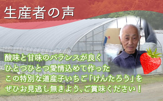 【2025.5月以降順次出荷】いちご「けんたろう」2トレーセット 【 ふるさと納税 人気 おすすめ ランキング 果物 いちごイチゴ 苺 国産いちご 国産苺 けんたろう セット おいしい 美味しい 甘い 北海道 豊浦町 送料無料 】 TYUT001