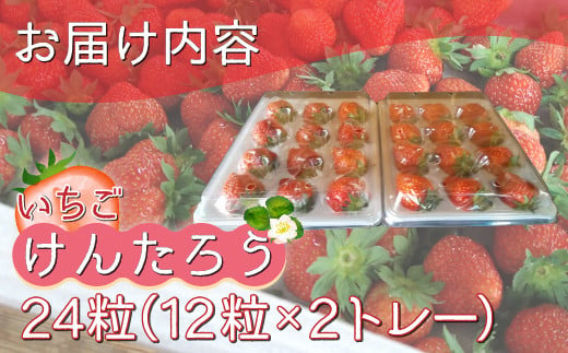 【2025.5月以降順次出荷】いちご「けんたろう」2トレーセット 【 ふるさと納税 人気 おすすめ ランキング 果物 いちごイチゴ 苺 国産いちご 国産苺 けんたろう セット おいしい 美味しい 甘い 北海道 豊浦町 送料無料 】 TYUT001