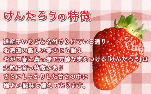 【2025.5月以降順次出荷】いちご「けんたろう」2トレーセット 【 ふるさと納税 人気 おすすめ ランキング 果物 いちごイチゴ 苺 国産いちご 国産苺 けんたろう セット おいしい 美味しい 甘い 北海道 豊浦町 送料無料 】 TYUT001