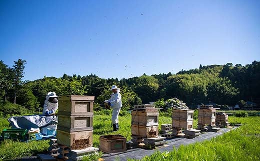 非加熱・無添加こだわりの睦沢町産天然はちみつ ボトル2種2本セット 【九十九里はちみつ9983】 ハチミツ 蜜 蜂蜜 国産 千葉県 睦沢町 F21G-266