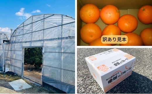 【農園直送！】訳アリ 愛果28号 サイズ不揃い 3kg ハウス栽培 12月から順次発送 家庭用 砥部町 サイズお任せ みかん 数量限定 愛媛 箱[№5310-0249]