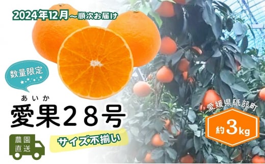 【農園直送！】訳アリ 愛果28号 サイズ不揃い 3kg ハウス栽培 12月から順次発送 家庭用 砥部町 サイズお任せ みかん 数量限定 愛媛 箱[№5310-0249]