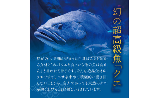 【先行予約】幻のクエ！国産 養殖クエ鍋 500g クエ くえ 海鮮 海の幸 鍋 セット 【fki100】