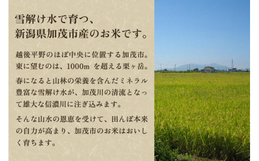 【令和6年産新米先行予約】新潟県加茂市産コシヒカリ 精米20kg（5kg×4）白米 加茂有機米生産組合