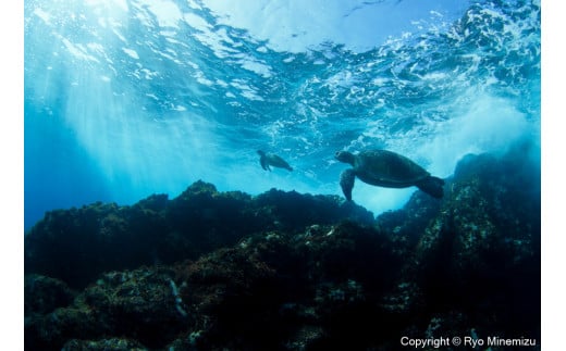 Breaking waves of turtles（A4）お届けするパネルの写真