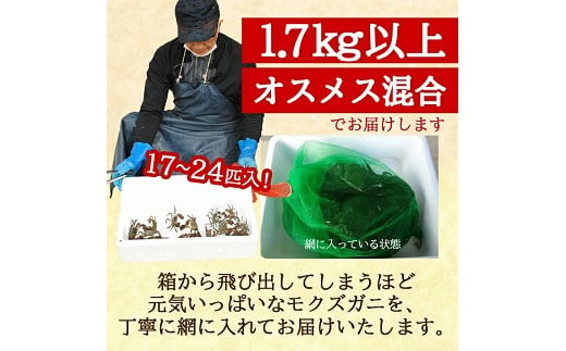 972　生・天然モクズガニ 1.7kg以上 小ぶりサイズ17～24匹