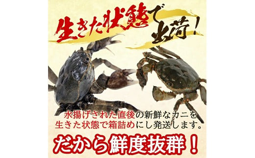 972　生・天然モクズガニ 1.7kg以上 小ぶりサイズ17～24匹