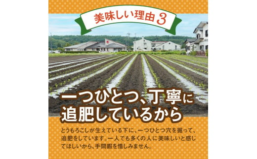 《先行予約》 富士北麓忍野村の気候、水、自然で作られた朝採りトウモロコシ（ホワイトショコラ）※2025年8月上旬～9月下旬頃に順次発送予定