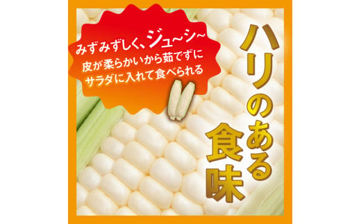 《先行予約》 富士北麓忍野村の気候、水、自然で作られた朝採りトウモロコシ（ホワイトショコラ）※2025年8月上旬～9月下旬頃に順次発送予定