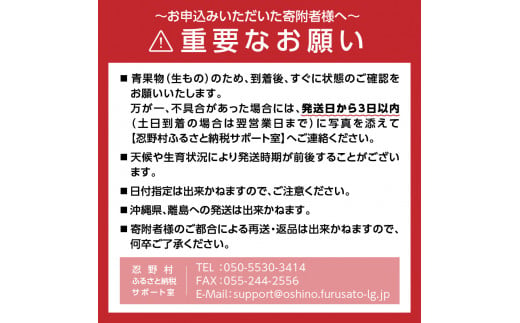 《先行予約》 富士北麓忍野村の気候、水、自然で作られた朝採りトウモロコシ（ホワイトショコラ）※2025年8月上旬～9月下旬頃に順次発送予定