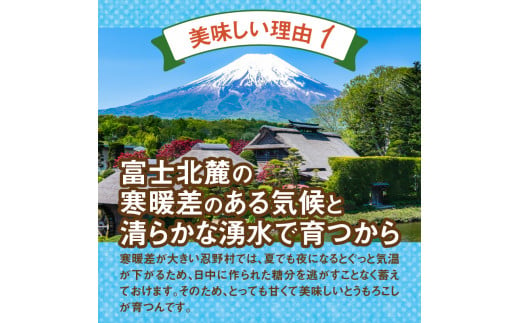 《先行予約》 富士北麓忍野村の気候、水、自然で作られた朝採りトウモロコシ（ホワイトショコラ）※2025年8月上旬～9月下旬頃に順次発送予定