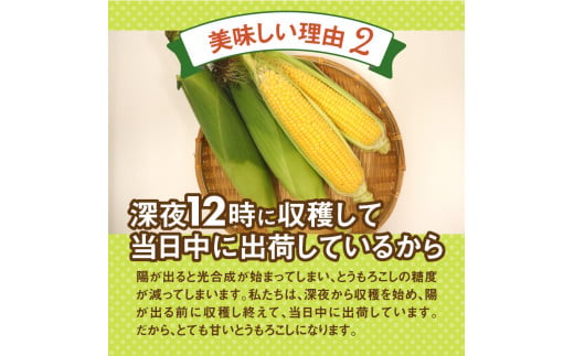 《先行予約》 富士北麓忍野村の気候、水、自然で作られた朝採りトウモロコシ（ホワイトショコラ）※2025年8月上旬～9月下旬頃に順次発送予定