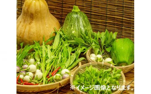 No.334 河南町新鮮アジア野菜「大満足セット」 ／ 唐辛子 パクチー バジル 大阪府