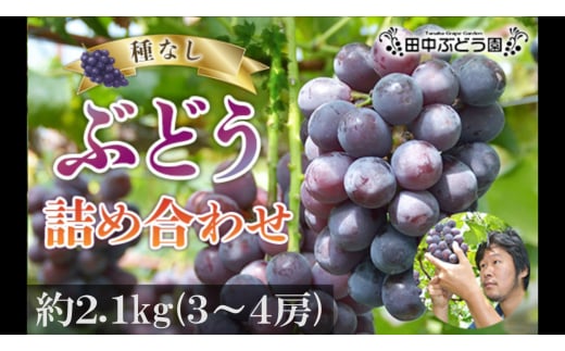 ＜2025年8月中旬～発送＞食べやすい！田中ぶどう園の種無しぶどうの詰め合わせ　約2.1kg（3～4房）※発送前のご連絡はできませんので、ご注意ください※