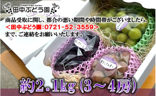 ＜2025年8月中旬～発送＞食べやすい！田中ぶどう園の種無しぶどうの詰め合わせ　約2.1kg（3～4房）※発送前のご連絡はできませんので、ご注意ください※