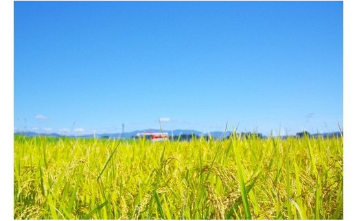 令和6年5月上旬発送 はえぬき20㎏ 精米  令和5年産