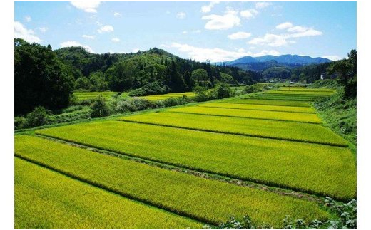 令和6年5月上旬発送 はえぬき20㎏ 精米  令和5年産