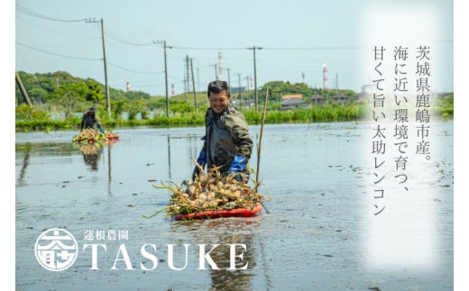 【期間限定】【奇跡のレンコン】茨城県鹿嶋市産 太助レンコン 約2kg 【れんこん しゃきしゃき おいしい 2キロ 10000円以内】（KBU-1）