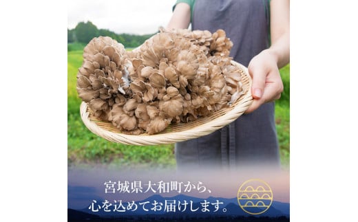 七つ森ふもと舞茸 1kg まいたけ マイタケ きのこ 農家直送 天ぷら すき焼き 炊き込みご飯 宮城県産 【株式会社七つ森ふもと舞茸】ta325