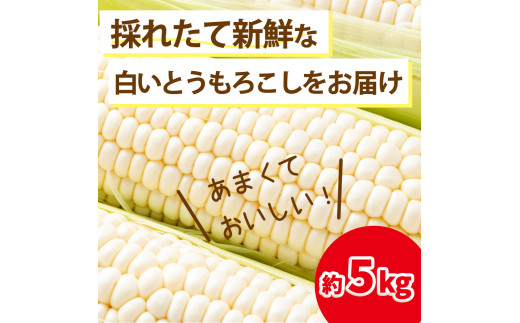 【8月10日頃より順次配送】片品村産 白いとうもろこし （ホイップコーン） 約５kg