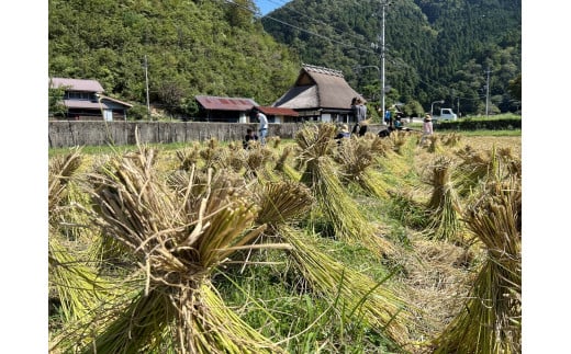  【新米】【京都・美山町 料理旅館きぐすりや】  特別栽培米キヌヒカリ「きぐすりや米」5kg[髙島屋選定品］015N747