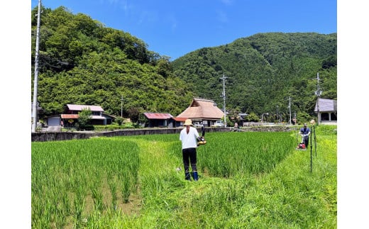  【新米】【京都・美山町 料理旅館きぐすりや】  特別栽培米キヌヒカリ「きぐすりや米」5kg[髙島屋選定品］015N747