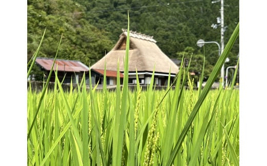  【新米】【京都・美山町 料理旅館きぐすりや】  特別栽培米キヌヒカリ「きぐすりや米」5kg[髙島屋選定品］015N747