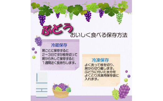 シャインマスカット 2kg 果物 フルーツ 旬 大粒 お楽しみ セット 【先行予約・数量限定】 高級 ぶどう ブドウ くだもの 徳島県 阿波市 【2024年8月中旬以降発送】