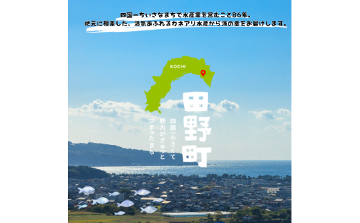 【四国一小さなまち】《カネアリ水産》魚屋のうまいものづくし  6ヶ月定期便 （全6回）